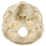 Skull Base Model